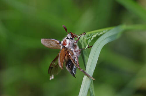 Beetle (Melolontha) crawling on leaf - JTF02339