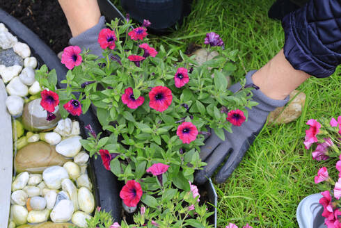 Hands of woman planting flowers outdoors - JTF02340