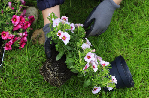 Hands of woman planting flowers outdoors - JTF02341