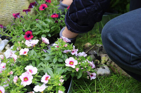 Hände einer Frau beim Pflanzen von Blumen im Freien - JTF02342