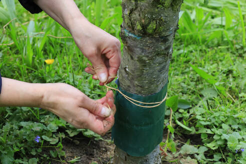 Hands of woman attaching glue ring to tree trunk - JTF02343