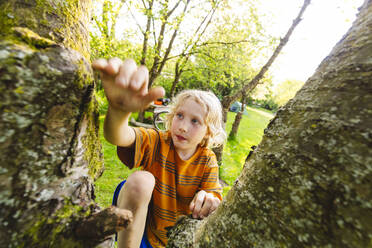 Blonder Junge klettert auf einen Baum im Park - IHF01374