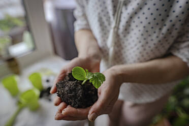 Die Hände einer Frau halten eine kleine Pflanze mit Erde - IEF00431
