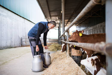 Ein reifer Mann arbeitet auf einem Milchviehbetrieb, in der Landwirtschaft. - HPIF19295