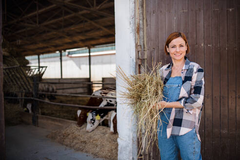 Eine Frau arbeitet mit Heu auf einem Milchviehbetrieb, Agrarindustrie. - HPIF19296