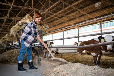 Eine Frau arbeitet mit Heu auf einem Milchviehbetrieb, Agrarindustrie. - HPIF19297