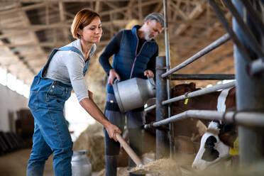 Ein Mann und eine Frau arbeiten in einem Milchviehbetrieb, Landwirtschaft. - HPIF19300