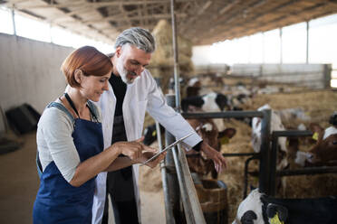 Mann und Frau, Manager oder Arbeiter mit Tablet auf einem Milchviehbetrieb, Agrarindustrie. - HPIF19307