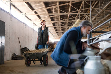 Man and woman workers working on a diary farm, agriculture industry. - HPIF19309