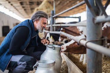 Ein reifer Mann arbeitet auf einem Milchviehbetrieb, in der Landwirtschaft. - HPIF19310