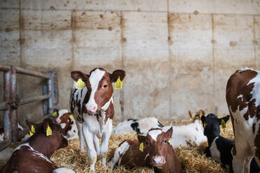 Calves cows on a diary farm, an agriculture industry. - HPIF19313