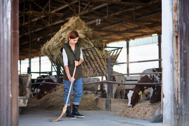 Eine Frau, die auf einem Milchviehbetrieb arbeitet, in der Landwirtschaft. - HPIF19322