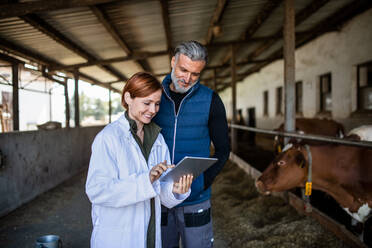 A woman manager and man worker using tablet on diary farm, agriculture industry. - HPIF19328