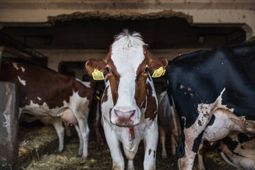 Cows on a diary farm, an agriculture industry. - HPIF19332