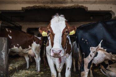Kühe auf einem Milchviehbetrieb, einem Wirtschaftszweig der Landwirtschaft. - HPIF19332