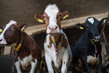 Kälber von Kühen auf einem Milchviehbetrieb, einem landwirtschaftlichen Gewerbe. - HPIF19334