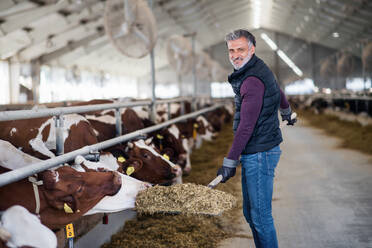 Ein reifer Mann arbeitet auf einem Milchviehbetrieb, in der Landwirtschaft. - HPIF19344