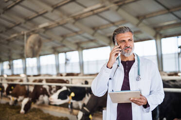 A man veterinary doctor working on diary farm, agriculture industry. - HPIF19357