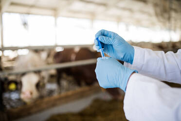Hände eines nicht zu erkennenden Tierarztes mit Spritze bei der Arbeit auf einem Milchviehbetrieb, Agrarindustrie. - HPIF19360