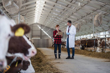 Woman manager and veterinary doctor talking on diary farm, agriculture industry. - HPIF19362