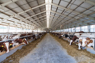 Kühe auf einem Milchviehbetrieb, einem Wirtschaftszweig der Landwirtschaft. - HPIF19375