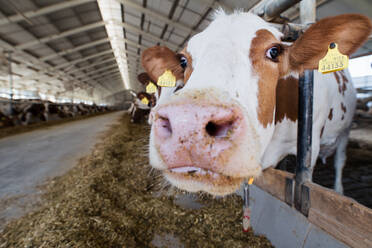 Cows on a diary farm, an agriculture industry. - HPIF19377