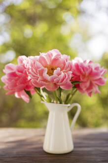 Blooming Coral Charm peonies in pitcher - ONAF00537