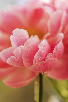 Dew-covered petals of blooming Coral Charm peony - ONAF00538