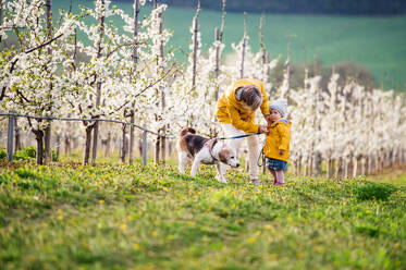 Vorderansicht einer älteren Großmutter mit einer Enkelin, die mit einem Hund in einem Obstgarten im Frühling spazieren geht. - HPIF20720