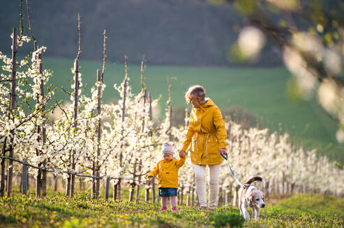 Vorderansicht einer älteren Großmutter mit einer Enkelin, die mit einem Hund in einem Obstgarten im Frühling spazieren geht. - HPIF20721