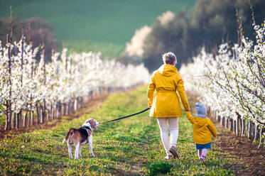 Rückansicht einer älteren Großmutter mit einer Enkelin, die mit einem Hund in einem Obstgarten im Frühling spazieren geht. - HPIF20722