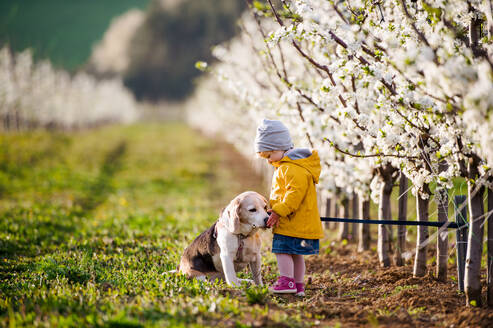 Ein kleines Mädchen im Kleinkindalter mit einem Hund im Obstgarten im Frühling. - HPIF20723