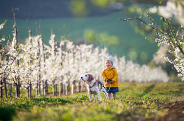 Vorderansicht eines kleinen Mädchens im Obstgarten im Frühling, das einen Hund an der Leine hält. - HPIF20724