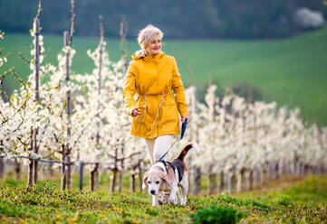 Eine ältere Frau mit einem Hund auf einem Spaziergang in einem Obstgarten im Frühling. - HPIF20726