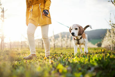 Midsection der älteren Frau mit einem Haustier Hund auf einem Spaziergang im Frühjahr Obstgarten Natur. - HPIF20728