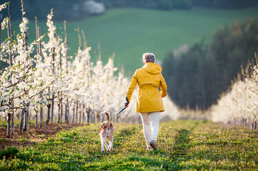 Eine Rückansicht einer älteren Frau mit einem Hund auf einem Spaziergang in einem Obstgarten im Frühling. - HPIF20732