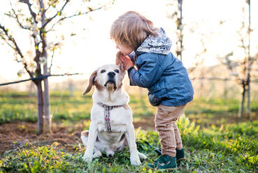 Small happy toddler boy standing in orchard in spring, playing with a dog. - HPIF20736
