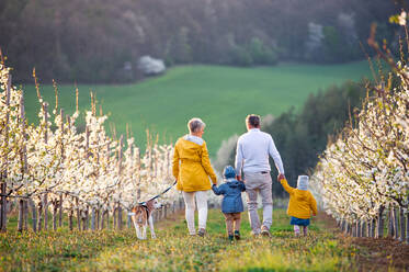 Rear view of senior grandparents with toddler grandchildren and dog walking in orchard in spring. - HPIF20737