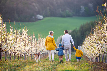 Rückansicht von älteren Großeltern mit kleinen Enkelkindern und Hund beim Spaziergang im Obstgarten im Frühling. - HPIF20737
