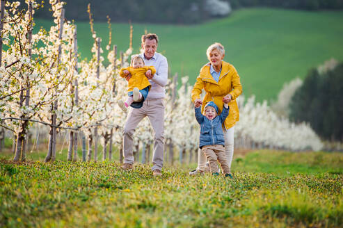 Vorderansicht von älteren Großeltern mit kleinen Enkelkindern, die im Frühjahr im Obstgarten spazieren gehen. - HPIF20738
