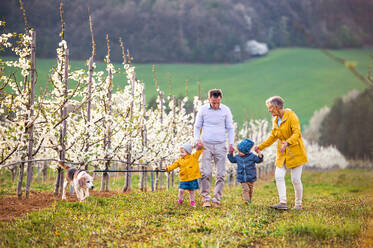 Vorderansicht von älteren Großeltern mit kleinen Enkelkindern und Hund beim Spaziergang im Obstgarten im Frühling. - HPIF20739