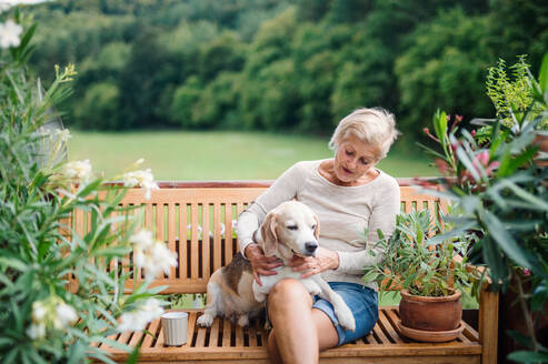 A senior woman with a dog sitting outdoors on a terrace on sunny day in summer, resting. - HPIF20761