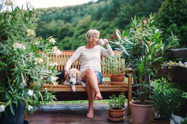 A senior woman with a dog and coffee sitting outdoors on a terrace on sunny day in summer. - HPIF20762