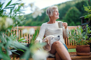 A senior woman with a dog and coffee sitting outdoors on a terrace on sunny day in summer. - HPIF20764