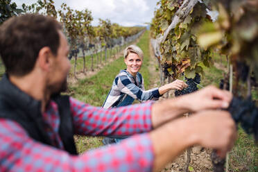 Portrait of man and woman collecting grapes in vineyard in autumn, harvest concept. - HPIF20773