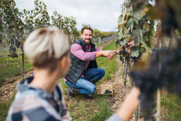 Portrait of man and woman collecting grapes in vineyard in autumn, harvest concept. - HPIF20774