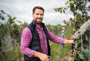 Porträt eines Arbeiters, der im Herbst Trauben im Weinberg sammelt, Konzept der Weinlese. - HPIF20776