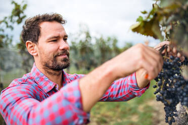 Porträt eines Arbeiters, der im Herbst Trauben im Weinberg sammelt, Konzept der Weinlese. - HPIF20778