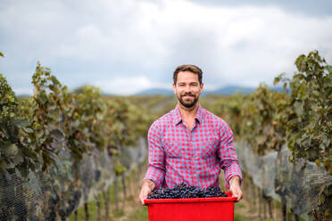 Porträt eines Arbeiters, der eine Kiste mit Trauben in einem Weinberg im Herbst trägt, Konzept der Weinlese. - HPIF20779