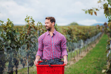 Porträt eines Arbeiters, der eine Kiste mit Trauben in einem Weinberg im Herbst trägt, Konzept der Weinlese. - HPIF20780